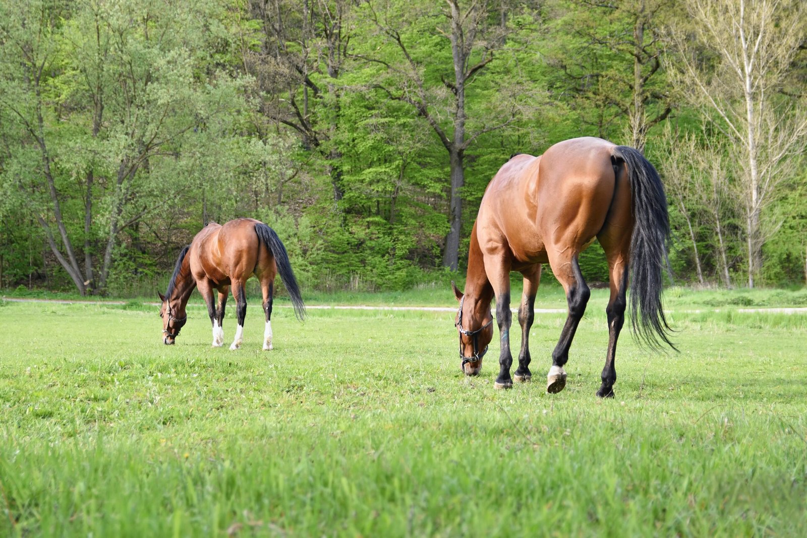 field management