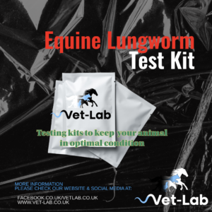 equine lungworm