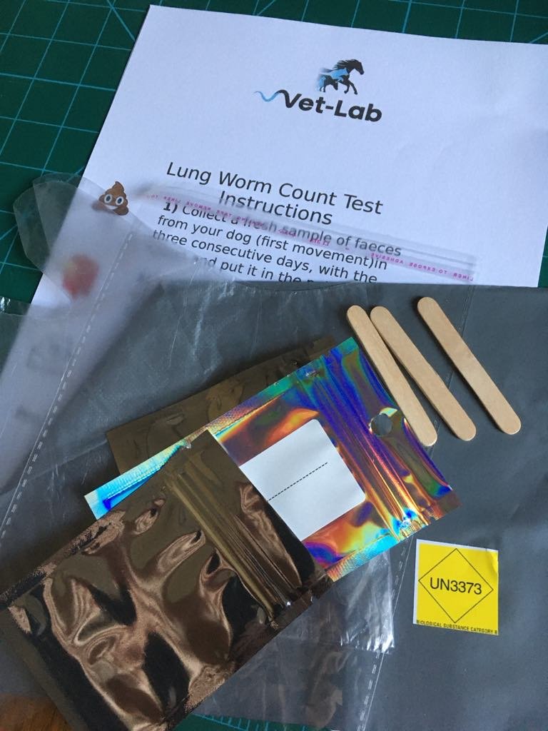 canine lungworm