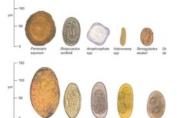 Parasites Affecting Horses Parasites Affecting Horses